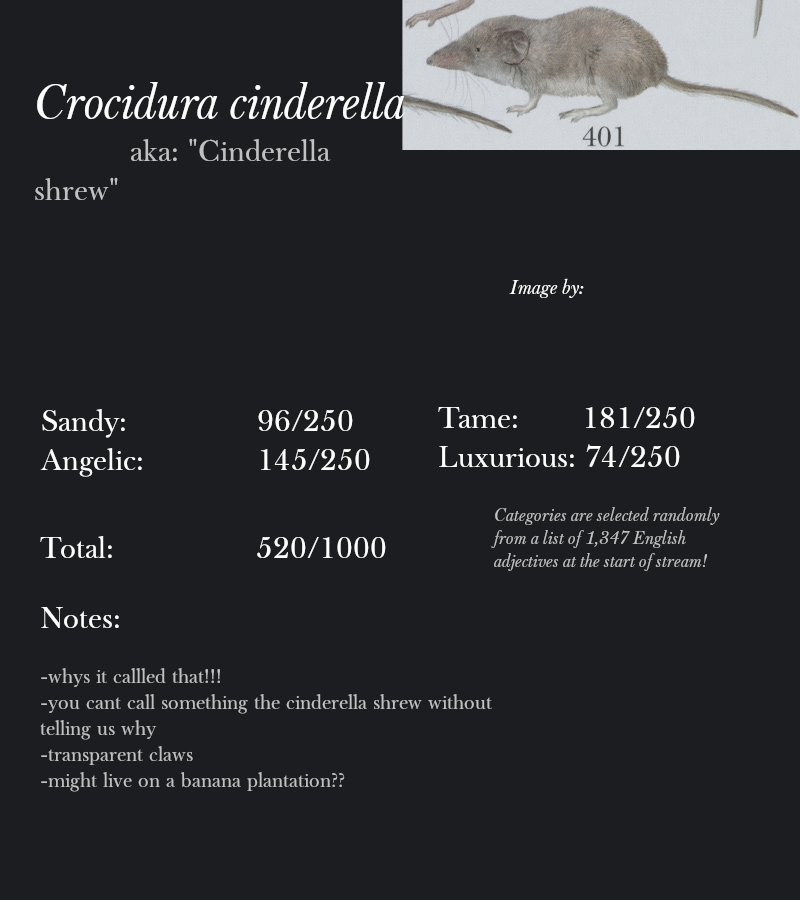 Crocidura cinderella